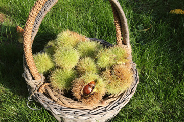 A basket in the green grass full of Spanish chestnuts (Castanea sativa) green and brown burrs, at...
