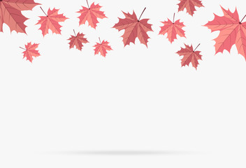 autumn pink maple leaf fall isolated on white background