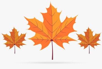 autumn orange maple leaf fall isolated on white background