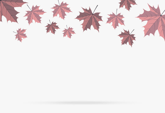 autumn pink maple leaf fall isolated on white background