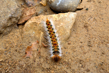 A pine processionary (Thaumetopoea pityocampa) caterpillar on a rock