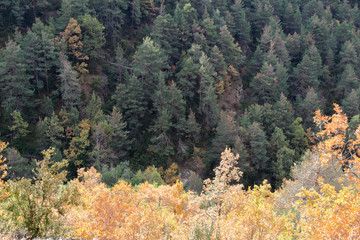 Contrasting yellow and green trees in autumn along the path from the small Yebra de Basa town to...