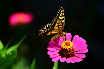 The Swallowtail butterfly on the pink zinnia!