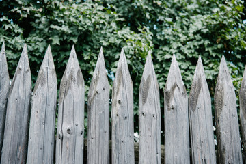 Fototapeta premium green leaves behind wooden sharpened fence