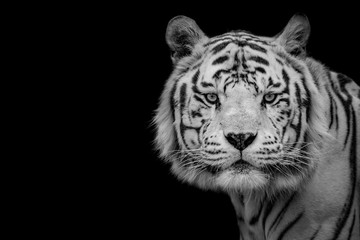 White Tiger