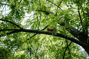 bottom view of adorable squirrel sitting on tree branch