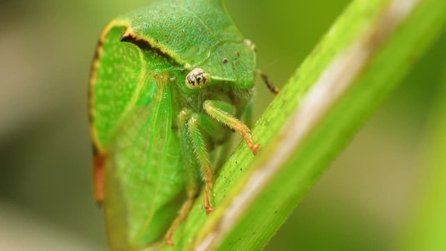 Portrait of a green cicada Stictocephala bisonia on a reed sheet. Macro shot.