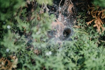 close-up shot of spider nest in spruce branches