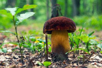 Mushroom in the forest