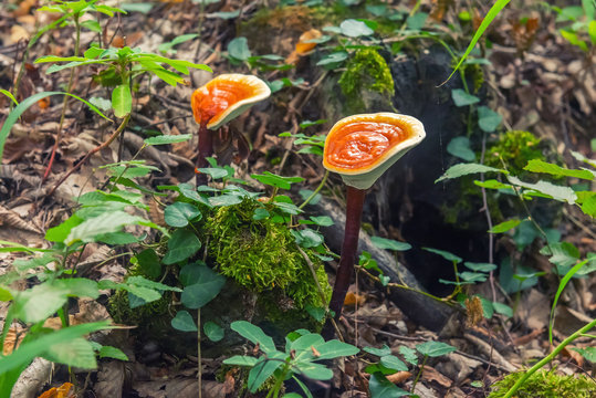 Mushroom in the forest