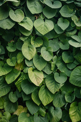Naklejka premium close-up shot of green vine leaves covering wall