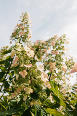 bottom view of blossoming hortensia flowers against cloudy sky