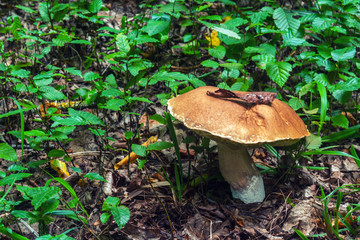 Mushroom in the forest
