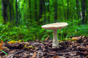 Mushroom in the forest