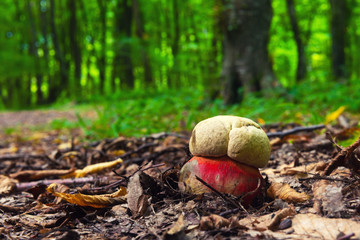 Boletus satanas mushroom in forest