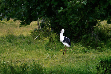 Fototapeta premium stork in the forest