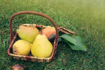 Basket of fresh pears in the garden