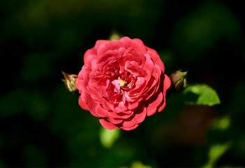 Red rose