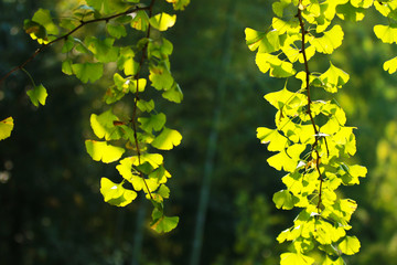 Obraz premium A close-up of ginkgo leaves in autumn