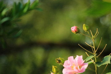 hibiscus flowers in full bloom in autumn