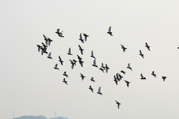Obraz premium A flock of pigeons flying in the sky