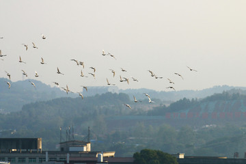 Fototapeta na wymiar A flock of pigeons flying in the sky