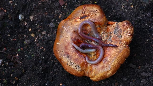 mushroom season autumn worm September hd footage