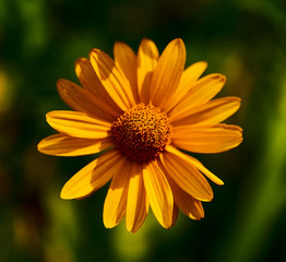 Doronicum flower
