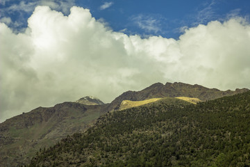 Fototapeta premium rare forest on the mountainside and snow peak