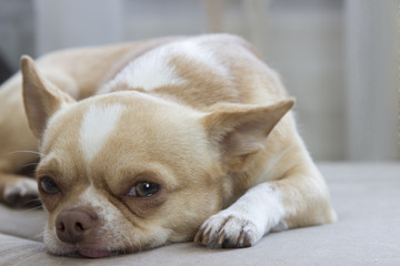 little Chihuahua dog lying and looking smart and sad eyes