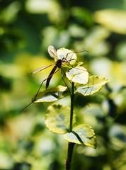 Crane fly on a pond