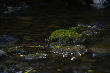 moss in stone