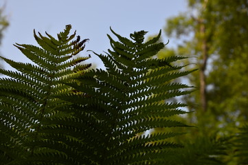 ferns