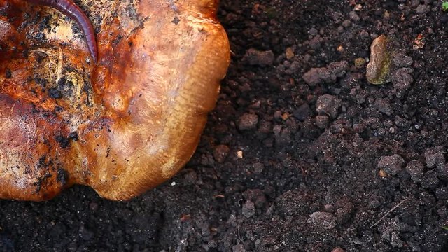 mushroom season autumn worm September hd footage