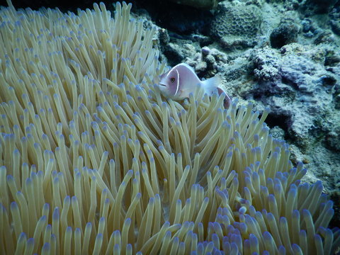 tropical fish in the sea