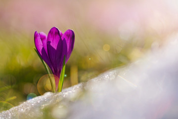 View of magic blooming spring flowers crocus growing from snow in wildlife. Amazing sunlight on spring flower crocus.Beautiful nature.