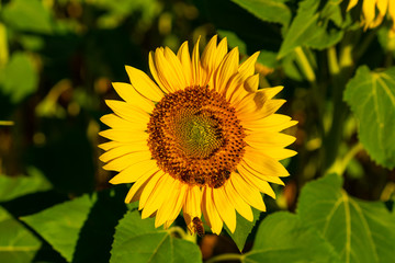 Sunflower field in Provence, France