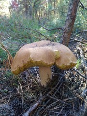 mushroom