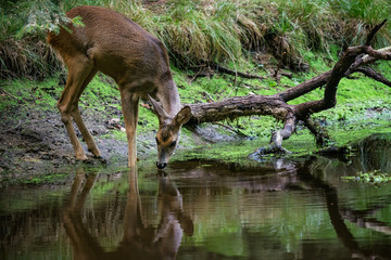 Roe deer in forest, Capreolus capreolus. Wild roe deer drinking water from the pond © Lubos Chlubny