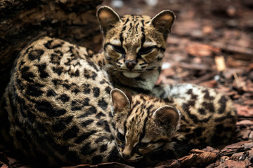 Margay, Leopardus wiedii, female with baby. Margay cats pair of hugging each other.