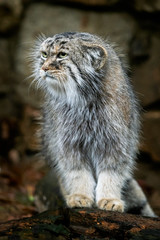 Manul or Pallas's cat, Otocolobus manul, cute wild cat from Asia.