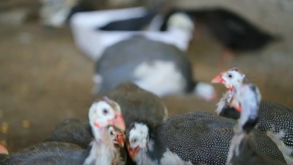 Guinea fowls fights at farm