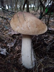 mushroom