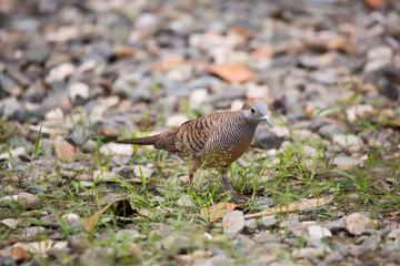Zebra dove, Geopelia striata, common tame Philippine dove small bird