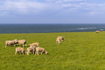 Fototapeta na wymiar Les moutons sur le site du Cap Gris-Nez - Site des deux caps - Côte d'Opale.