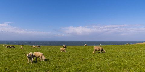 Les moutons sur le site du Cap Gris-Nez - Site des deux caps - C&ocirc;te d'Opale.