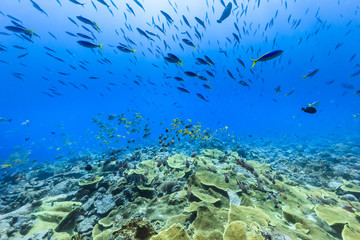 Palau Diving -  A group of fish swimming towards the stream