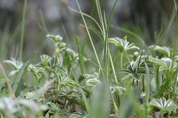 A close view of the green grass with some drops of water daw on it