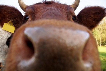 cow