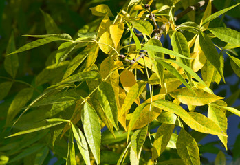 the first yellow foliage - the beginning of autumn in September